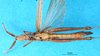 CollectionObject 1501393; 1e88d07b-b88a-4ac5-a500-d07f7ae7467b: male, ventral view (syntype). (CollectionObject).