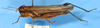 CollectionObject 1521306; 656fa54f-3128-4878-a22b-6b26af46a321: female (allotype). (CollectionObject).