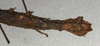 CollectionObject 1561328; NMW 471, caaa1207-753d-4ab3-b805-d3bba90f34c3: copyright NMW, Vienna. female: end of abdomen, lateral view (holotype). (CollectionObject).