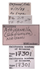Other on Athysanella (Amphipyga) nielsoni Blocker, 1990: (Observation).