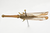Habitus, dorsal view on Lappida Amyot & Audinet-Serville, 1843: (Observation).