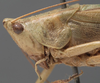 male, head and pronotum, lateral view (syntype). Depicts CollectionObject 1531475; 3ce27c30-472f-4704-a1d8-b71639751de7, a CollectionObject.