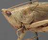CollectionObject 1531475; 3ce27c30-472f-4704-a1d8-b71639751de7: male, head and pronotum, lateral view (syntype). (CollectionObject).