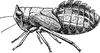 Nymph: !! display not done !! on Agalliopsis (Agalliopsis) novella (Say, 1831): (Observation).
