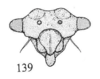 Head: !! display not done !! on Tumecauda magnifica (Strümpel, 1988): (Observation).