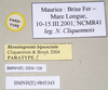 CollectionObject 1559896; 97bec5a9-7e9d-4ed0-b65e-9b1e7b174f33: copyright Natural History Museum, London. male, data labels (paratype). (CollectionObject).;CollectionObject 1559897; 64a8ed95-8ae4-4f6a-8271-6afa8f36c534: copyright Natural History Museum, London. male, data labels (paratype). (CollectionObject).