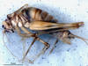 CollectionObject 1582270; 46564c4b-6a84-4901-b7df-0e1a92721394: male, lateral view (paratype). (CollectionObject).
