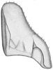 Subgenital plate, ventral view on Doratura medvedevi Logvinenko, 1961: dorsal view. (Observation).