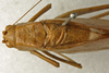 CollectionObject 1535908; 36f725c3-de8e-4d3d-8dc8-ee418e4ab55c: male, dorsal view (syntype of S. olivaceoviridis). (CollectionObject).