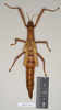 CollectionObject 1559744; 6d4dd64e-e290-4b65-838e-4d78707a72fd, NHMUK(SF IMPORT DUPLICATE) 845073-845074: copyright Natural History Museum, London. female (paralectotype). (CollectionObject).