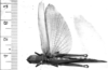 CollectionObject 1525096; a655f390-2f9e-4d76-b955-5052c14f8f72: female, dorsal view (holotype). (CollectionObject).