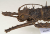 CollectionObject 1577050; 81ec4be9-24a2-4bfe-8abb-df410298d484: copyright ZIN St. Petersburg. female: head, lateral view (paratype). (CollectionObject).;CollectionObject 1577051; 4cf9588e-6dd4-4039-86a3-4a6a7c57cbb0: copyright ZIN St. Petersburg. female: head, lateral view (paratype). (CollectionObject).