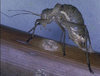 Uromenus riggioi La Greca, 1964: female ovipositing in a stem. (Otu).