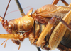 CollectionObject 1517245; 57f1528c-887a-4794-84cc-bf315baeaa8d: male pronotum lateral (holotype). (CollectionObject).