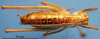 CollectionObject 1536543; 3e43fd7a-f98a-4fa8-ba02-364b7f8523a1: male, dorsal view (paratype). (CollectionObject).