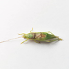 CollectionObject 1584015; 084f4a6c-dfd3-4f97-a15e-7c33341b1fad: male, dorsal view. (CollectionObject).