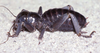 CollectionObject 2802907; CAS Entomology type 20073, 05815b54-388e-41c7-adda-ca836d9770fe: (CollectionObject).