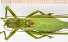 CollectionObject 1578432; 06d2a015-8696-4676-ba15-6fb865c41003: male head, pronotum, stridulatory area, dorsal view. (CollectionObject).