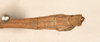 CollectionObject 1558102; 39d15f95-cee6-4278-ab2e-f1dfbc95d897: copyright OUMNH. male: end of abdomen, dorsal view (holotype). (CollectionObject).