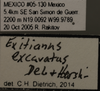 Other on Exitianus excavatus DeLong & Hershberger, 1947: Labels. Labels for the lateral, dorsal and face images. (Observation).