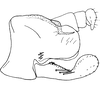 Pygofer, lateral view: !! display not done !! on Hymetta balteata McAtee, 1919: Pygofer, lateral view. (Observation).