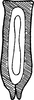 Connective on Falcitettix (Falcitettix) guttiger (Kusnezov, 1929): Connective. (Observation).