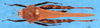 CollectionObject 1505424; 7c838a34-8a8b-44ce-9c0c-26e888d7e00a: male, dorsal view. (CollectionObject).