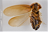 CollectionObject 1618738; 20c8a76f-2c81-44f1-b899-6675035b2f65: (CollectionObject).