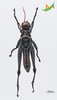 CollectionObject 2243564; 400565b4-3de2-4220-95b8-7bc8647846e2, Unioeste Cascavel K-0596: Male, ventral view. (CollectionObject).