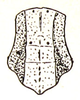 Doriaella cinnabarina Bolívar, 1898: Fig. 18. male pronotum, dorsal view (previously Synonym Pachokeraian novaeguineae). (Otu).