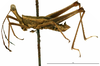 CollectionObject 1581844; dfb5258b-b321-451e-8717-c3e5f845235b: male, lateral view (holotype). (CollectionObject).