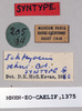 CollectionObject 1567379; 3cfb6bcc-ac91-42fb-9c73-9f0487e4ebe5: female, labels (paralectotype). (CollectionObject).