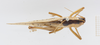 CollectionObject 1572222; 5fec46ae-9ff2-4524-af96-401be1cc9af1: neotype male, dorsal view. (CollectionObject).