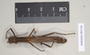 CollectionObject 1575411; NHMUK(SF IMPORT DUPLICATE) 845140, 62a2711a-9312-4093-a60c-8e50ad81f436: copyright Natural History Museum, London. female of synonym Aschipasma catadromus (paralectotype). (CollectionObject).