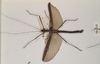 CollectionObject 1561450; ac9e5101-162e-42de-9203-aab5b6fa1168: copyright OUMNH. male (holotype). (CollectionObject).