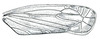 Forewing on Calonia signata (Ball, 1902): Calonia signata, forewing. (Observation).