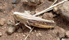 FieldOccurrence 386; 65a26de2-32fc-44e7-ad50-0e3200e4522e; Tanzania
Lake Chala area, eastern slopes Mount Kilimanjaro, 2020/02/??: female. (FieldOccurrence).