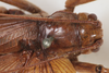 CollectionObject 1505584; bb760328-1585-49fd-9456-29092eb67567: female, dorsal view (syntype). (CollectionObject).