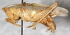 CollectionObject 1531606; NMW 6991, cb984fdc-8eca-4f25-8b5a-d85c179f72a1: male, lateral view (holotype). (CollectionObject).