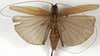 CollectionObject 1529702; cbf8622a-78d1-4659-a22a-24ff7e6ae02a: female, dorsal view (holotype). (CollectionObject).