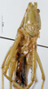CollectionObject 1531398; NMW No. 25.360, 0b35a95e-24ef-4af4-ac4f-b168f1c94b2b: female, frontal view (holotype). (CollectionObject).