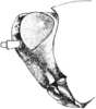 Tettigidea lateralis lateralis (Say, 1824): Fig. 170. male, head, lateral view. (Otu).