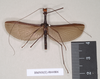 CollectionObject 1560624; 23d9c245-7722-4fab-8cdd-4135ed35bea9: copyright Natural History Museum, London. male (syntype). (CollectionObject).;CollectionObject 1560625; 00609d64-931d-423a-968c-a8c5c1039d7a: copyright Natural History Museum, London. male (syntype). (CollectionObject).