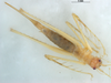 CollectionObject 1576014; 02e6dbe1-1240-40eb-bbac-7d5242d9d7cb: female, dorsal view (allotype). Parque Nacional do Pau Brasil, Porto Seguro, Brazil. (CollectionObject).