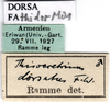 CollectionObject 1593175; 7e80f85d-fe22-464b-9cf8-3b9f0d1d4f75: labels (Acridium dorsatum). (CollectionObject).