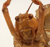 CollectionObject 1534701; c3c8ec24-4a59-4979-ab10-8bb222ed7175: female face (syntype of Mataeus longipennis). (CollectionObject).