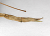 CollectionObject 1561544; 30330bba-5941-41c0-9261-d1ac48dfe74b: copyright ZMHB, Berlin. female: end of abdomen, dorsal view (syntype). (CollectionObject).;CollectionObject 1561545; 6b1e6c94-13ab-43a1-a65a-24f44cdb6703: copyright ZMHB, Berlin. female: end of abdomen, dorsal view (syntype). (CollectionObject).