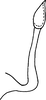 Pygofer ventral appendages, ventral view on Empoasca (Empoasca) guttiformis Cunningham & Ross, 1965: Pygofer process, ventral view. (Observation).