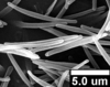 Brochosomes: AG30 | Brazil, SP, Bebedouro | 5/14/1998 | Roberto, S. | INHS. (Observation).