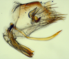 Pygofer, lateral view: (Observation).